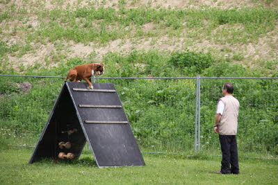 Zanel in der Prfung Mai 2009